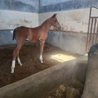 اسب دوسرچاپار اصیل شناسنامه دار