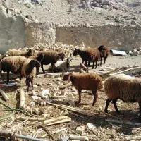 میش چاق آماده کشتار