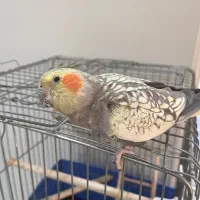 عروس هلندی ماده|پرنده|تهران, امام زاده عبدالله|دیوار