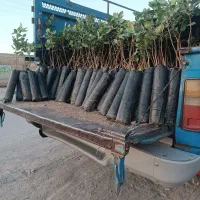 نهال پسته  گلدانی با بیش از بیست سال تجربه|خدمات باغبانی و درختکاری|بیرجند, |دیوار