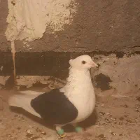 دوکت.دم سفید