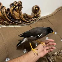 مینا افغانی سخنگو فول آشتی تعویض با قناری|پرنده|بندرعباس, |دیوار