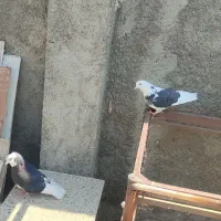 کبوتر جفت دم تخم