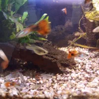 ۸ عدد ماهی گوپی فقط نر