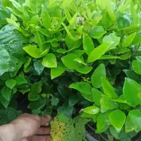 یاس هلندی گلدان12و3نیم پر|گل و گیاه طبیعی|چابکسر, |دیوار