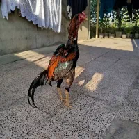 خروس اوشامو