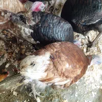 بوقلمون نرو ماده