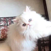 پرشین|گربه|مشهد, شهرک مهرگان|دیوار