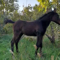 کره اسب|اسب و تجهیزات اسب‌سواری|نیشابور, تیپ زرهی ۲۱  امام رضا (ع)|دیوار