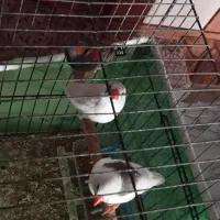 فنج|پرنده|شوشتر, |دیوار