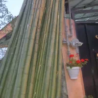 نی خیزران بامبو|گل و گیاه طبیعی|رحیمآباد, |دیوار