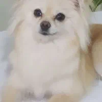 پامرین نرو ماده|سگ|الوند, |دیوار