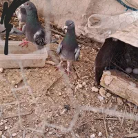 جفت پلاکی زرهی