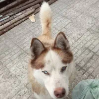 سگ هاسکی نر هستش ۱سالشه  مبلغ ۴تومن تخفیف هم داره
