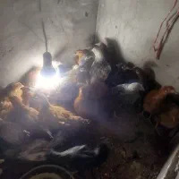 25عدد جوجه محلی|حیوانات مزرعه|سر آسیاب یوسفی, |دیوار