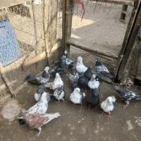 کبوتر خمام