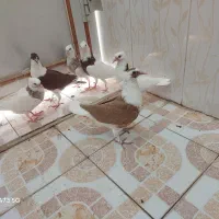 کبوتر طوقی و دوبال