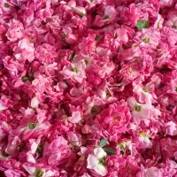 قزل گل تازه