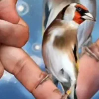 فروش چند عدد سهره درجه ۱