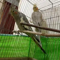 عروس هلندی|پرنده|رشت, سلیمانداراب|دیوار