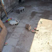 خرگوش آماده جفت گیری شیطون وبازی گوش