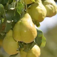 شرکت نهال های تضمینی|خدمات باغبانی و درختکاری|قزوین, |دیوار
