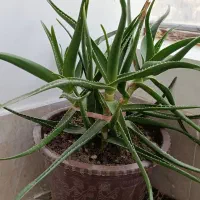 گل طبیعی شاداب|گل و گیاه طبیعی|اسدآباد, |دیوار