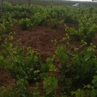 فروش یا معاوضه با زمین یا واحد در همدان|فروش زمین و ملک کلنگی|صالح آباد, |دیوار