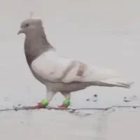 جفت طوسی دم سفید با جفت دورگ