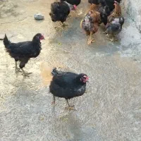 چند عدد مرغ تخمگذار|حیوانات مزرعه|سیوان, |دیوار