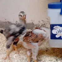 جوجه لاری نسل