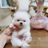 سگ پامرانین خرسی وارداتی نر و ماده