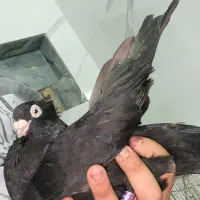 زاغ ابادانی و صرب