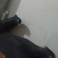 زاغ ابادانی|پرنده|گنبد کاووس, |دیوار