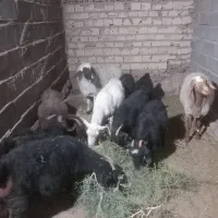 بره نرچاق|حیوانات مزرعه|سربیشه, |دیوار