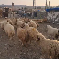 فروش ۱۵ راس بره درجه یک اکثرا نر