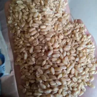 دانه گسترطاها گندم ارزن مرغ کبوتر|لوازم جانبی حیوانات|شیراز, پودنک|دیوار