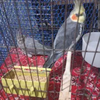 یک جفت عروس هلندی|پرنده|پاکدشت, پاکدشت (مامازند)|دیوار