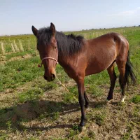 خرید و فروش اسب و مادیان