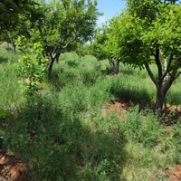 فروش باغ میوه 1050 متری در باغات روستای سیوان|فروش زمین و ملک کلنگی|مرند, |دیوار