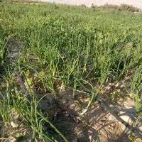 تره پیاز|عمده‌فروشی|برازجان, |دیوار