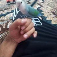 طوطی برزیلی|پرنده|صدرا-فارس, فاز ۲|دیوار