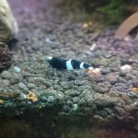 میگو شریمپ کاردینیا