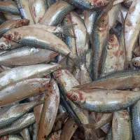 ماهی تازه|ماهی|میناب, |دیوار