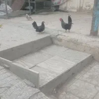 مرغ و خروس تزئیتی