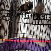 یک جفت جوجه مینا