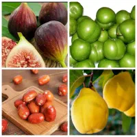 پخش درخت انجیر گوجه سبز سنجد به