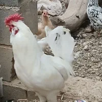 خروس چهل تاج ریشی|حیوانات مزرعه|لردگان, |دیوار