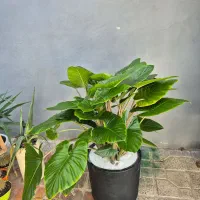 گل و گیاه طبیعی