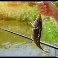 قلاب سلیمانی